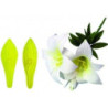 Jem St. Joseph's Lily & Star Gazer
