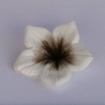 Colours Dust Brown (Castanho) 7ml