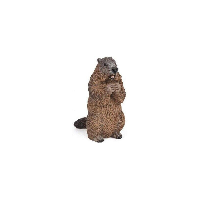 Marmota