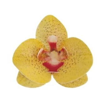 Orquidea de obreia amarela  8,5 cm
