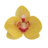 Orquidea de obreia amarela  8,5 cm